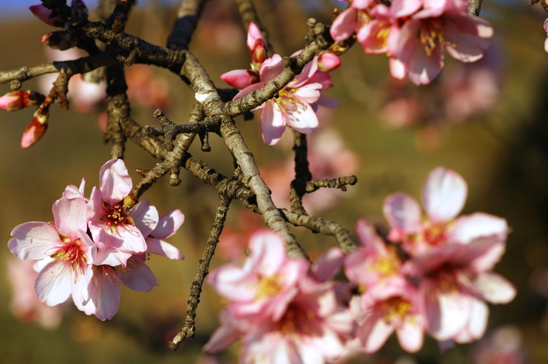 nature, outdoors, white, freshness, no people, beauty in nature, flowering plant, focus on foreground, 1080P, spring, flower, close-up, plant, cherry tree
