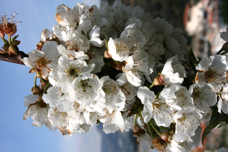 flowers, bunch of flowers, springtime, tree, outdoors, white, flowering, nature, plant, no people, growth, fragility, sky, flowering plant, flower, cherry tree