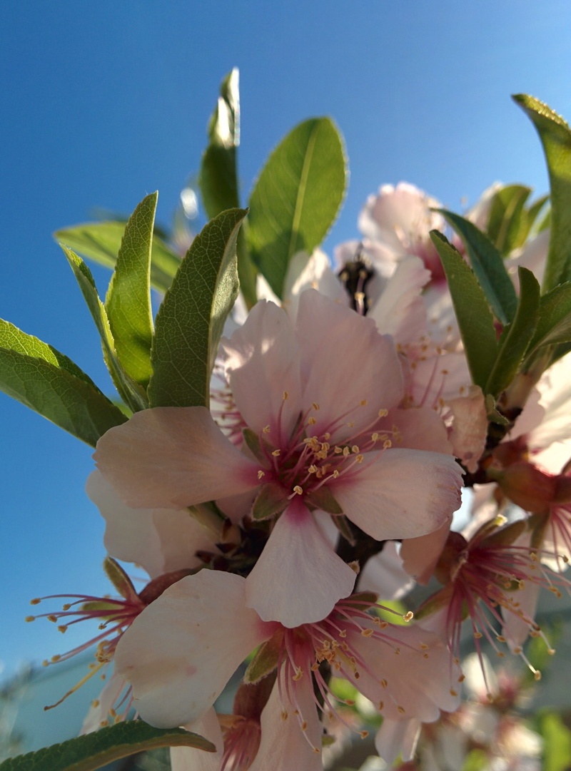 day, sky, plant, vulnerability, blossom, springtime, growth, close-up, botanical, almond tree, spring, flower head, flowering, cherry blossom, tree, fragility