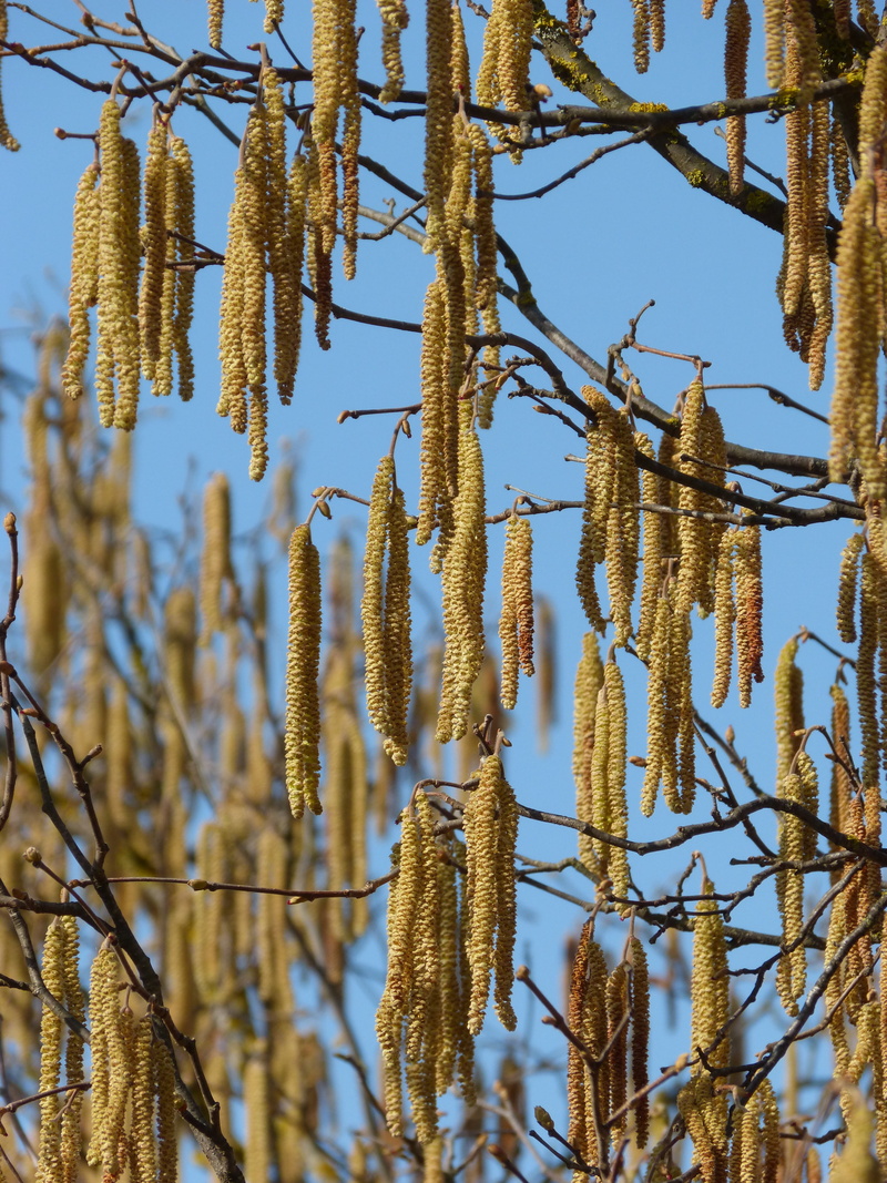 focus on foreground, plant, pussy willow, beauty in nature, cold temperature, nature, sunlight, growth, clear sky, winter, outdoors, hazel, close-up, vulnerability
