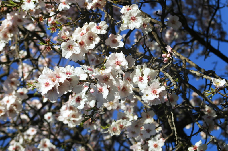 spring, february, flowering, low angle view, flowery branch, blossom, flower, freshness, cherry blossom, tree, flowers white, vulnerability, flowers, almond tree nature