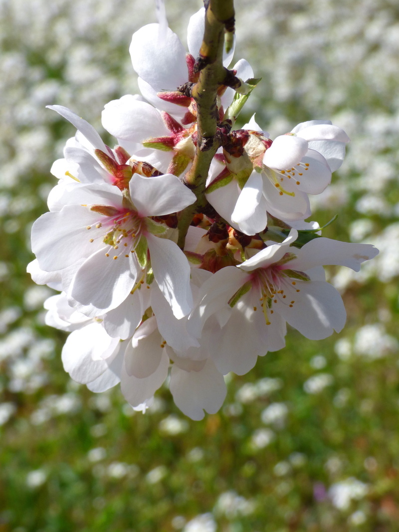 petal, cherry blossom, almond flower, growth, beauty in nature, cherry tree, botany, flowering plant, florir, flowering, fruit tree, plant, flowery branch