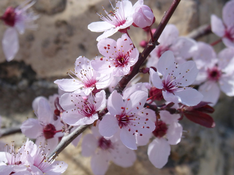 flowering plant, freshness, vulnerability, close-up, inflorescence, beauty in nature, branch, flowery branch, cherry blossom, flower head, twig, 4K, no people