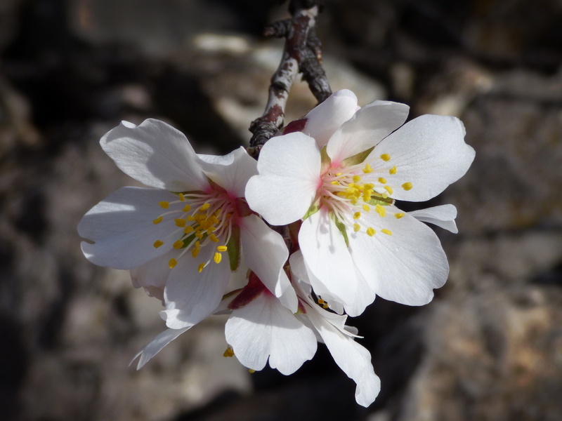 white, close-up, vulnerability, freshness, almond flower, nature, pollen, growth, blossom, flowering plant, cherry tree, cherry blossom, photography, focus