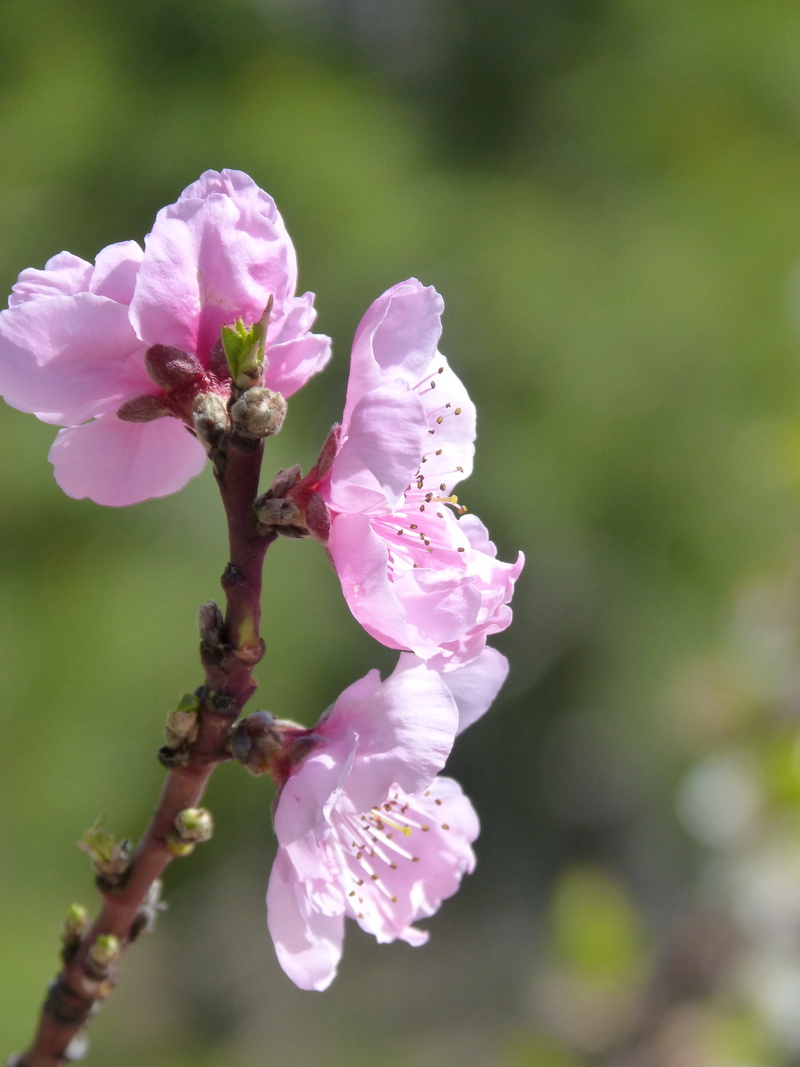 fragility, outdoors, 4K, springtime, pollen, day, blossom, plant, flowery branch, focus on foreground, freshness, inflorescence, flowering plant, fruit tree