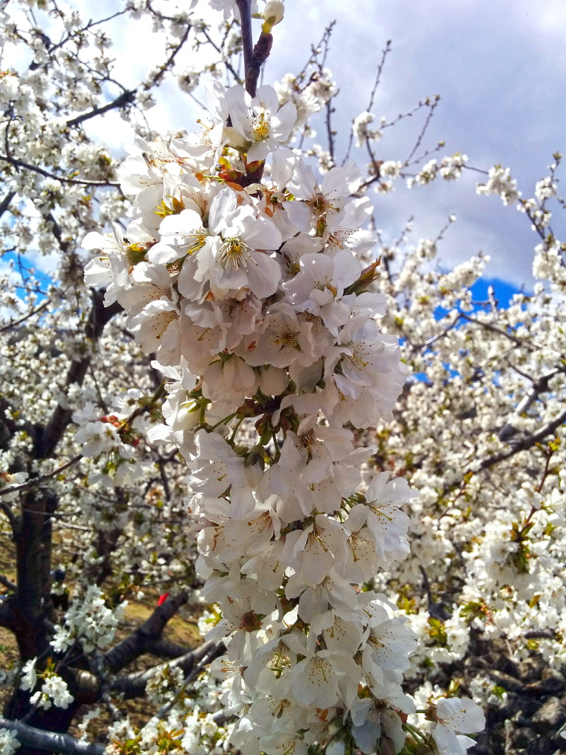 close-up, cherry tree, vulnerability, low angle view, cherry blossom, beauty in nature, outdoors, flower head, springtime, flowering, day, almond tree