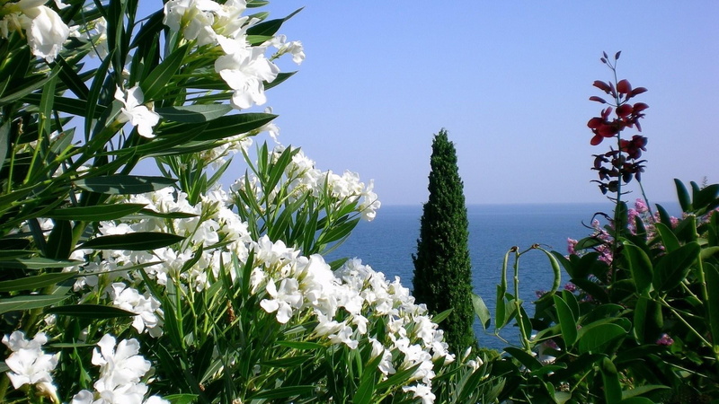 petal, no people, fragility, close-up, flower head, beauty in nature, blue sky, tranquility, 1080P, plant part, flowery, panorama, view, water, tree, day