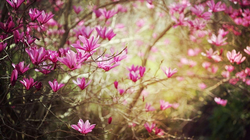 focus on foreground, tree, blooming, cherry tree, flowery tree, close-up, nature, no people, inflorescence, softness, cherry blossom, growth, fragility