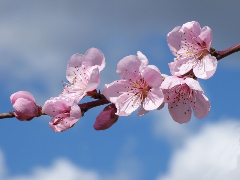 beauty in nature, branch, florir, pollen, nature, softness, fruit tree, springtime, freshness, cherry tree, close-up, plant, flower, sky, outdoors, vulnerability