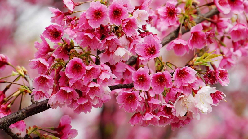 outdoors, inflorescence, growth, softness, fragility, nature, cherry tree, sprin, petal, flowering plant, flowery, plum blossom, springtime, flowery tree