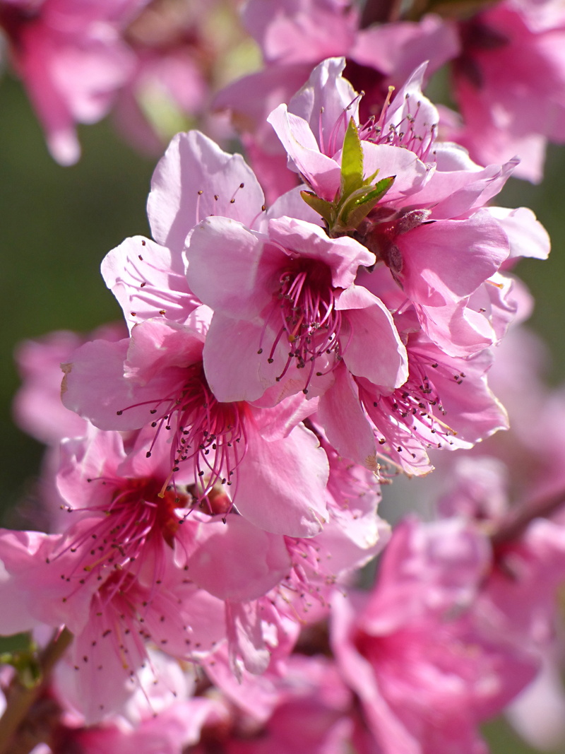 4K, springtime, stamens, petal, inflorescence, outdoors, bunch of flowers, pistils, no people, blossom, vulnerability, flowering plant, fragility, flower head