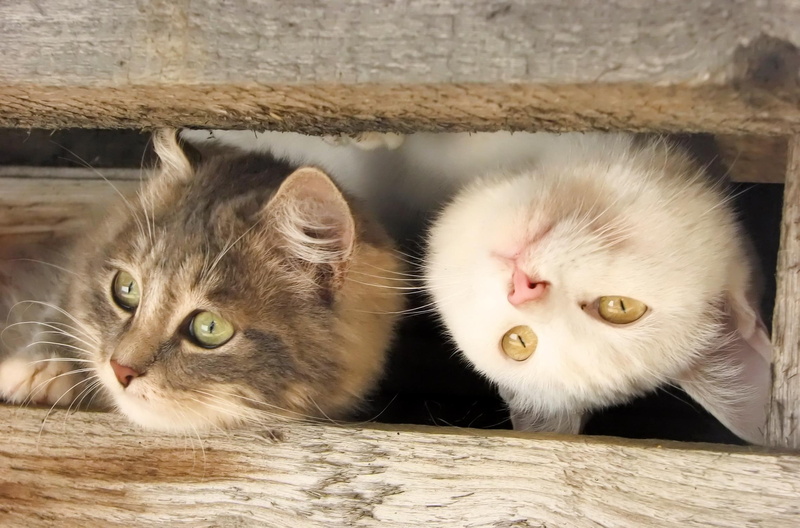 animals, cute, 1080P, kittens, animal, playful, kitten, curious, lovely