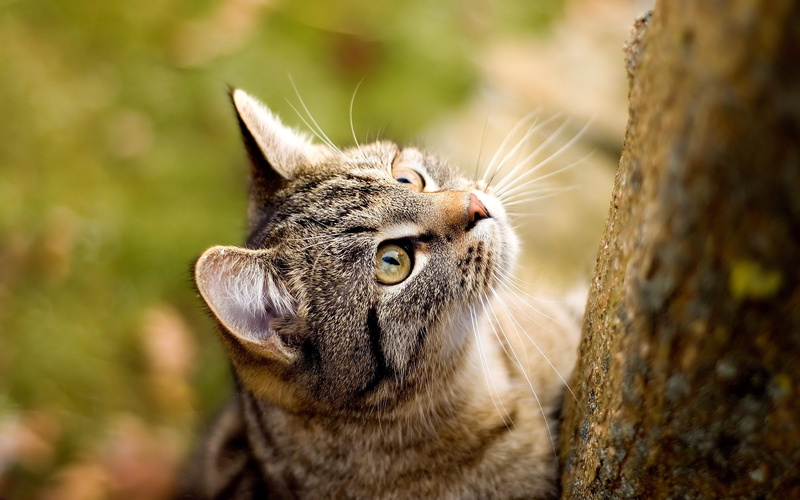 cat, animals and birds, 2K, curious