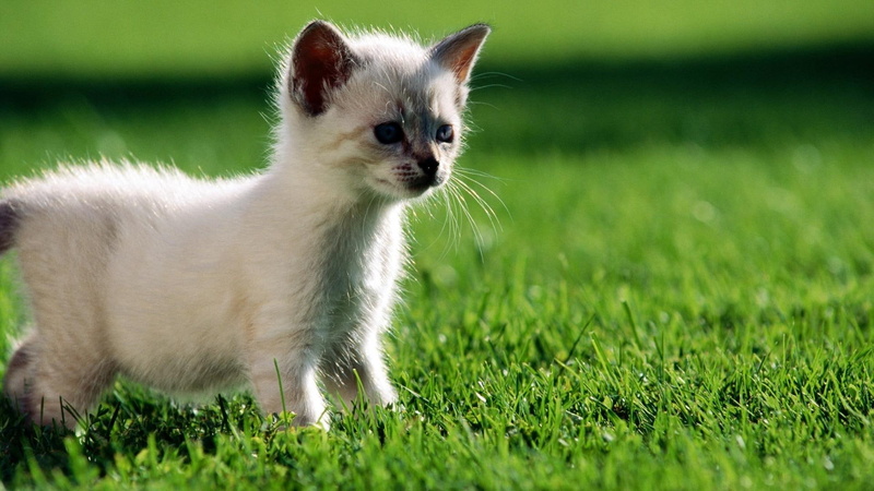 white, curious, 1080P, green, kitty, curious kitty, animals