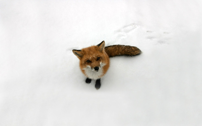 animals, nature, snow, winter, 1080P, curious, fox