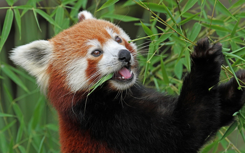 2K, bamboo, firefox, red, animal, red panda, panda