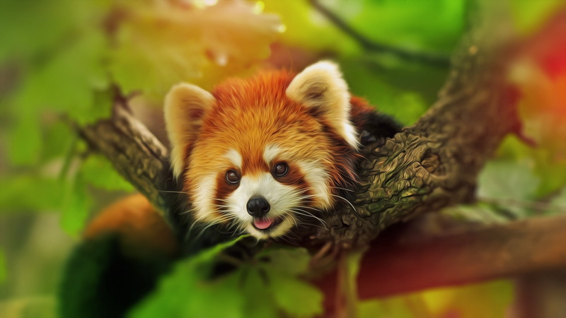 red, hd, animals, 1080P, panda