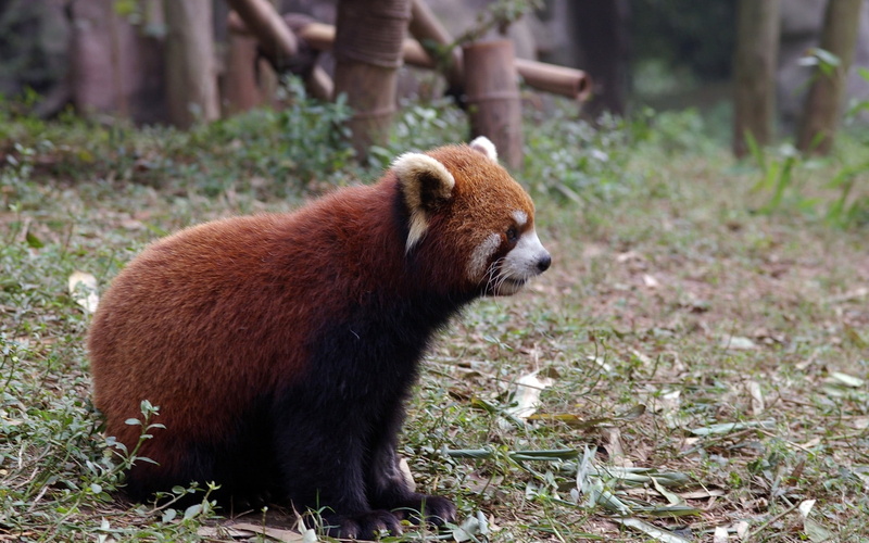 red panda, panda, red, 1080P