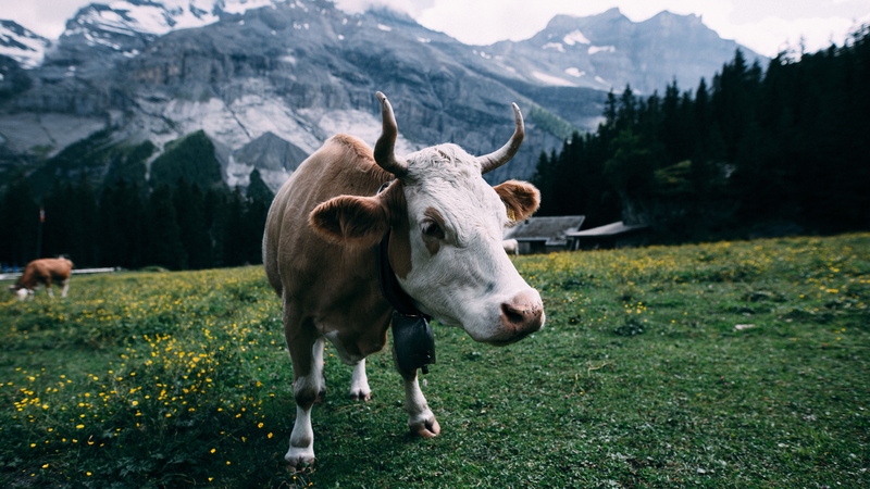 cattle, cow, domestic, day, mountains, vertebrate, mountain, landscape, beauty in nature, land, animal themes, field, mountain range, mammal, outdoors