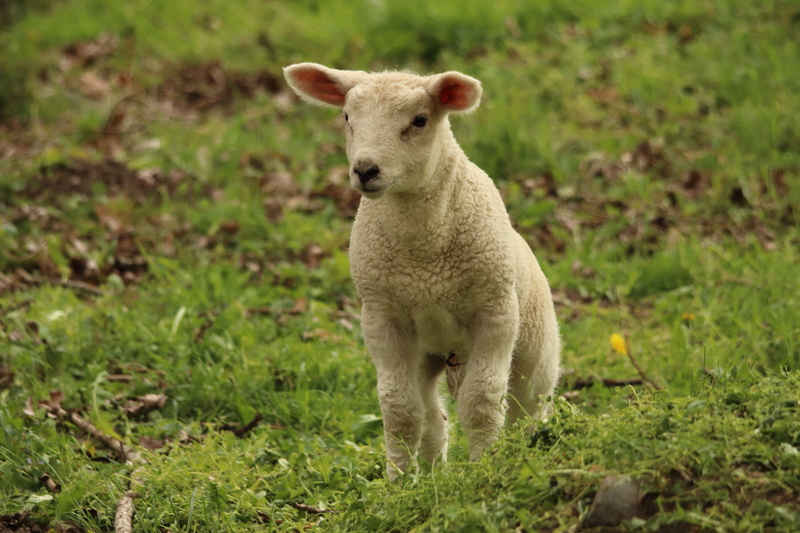 vertebrate, plant, cute, animal, animals in the wild, nature, animal themes, animal child, livestock, agriculture, schäfchen, animal wildlife, animal world