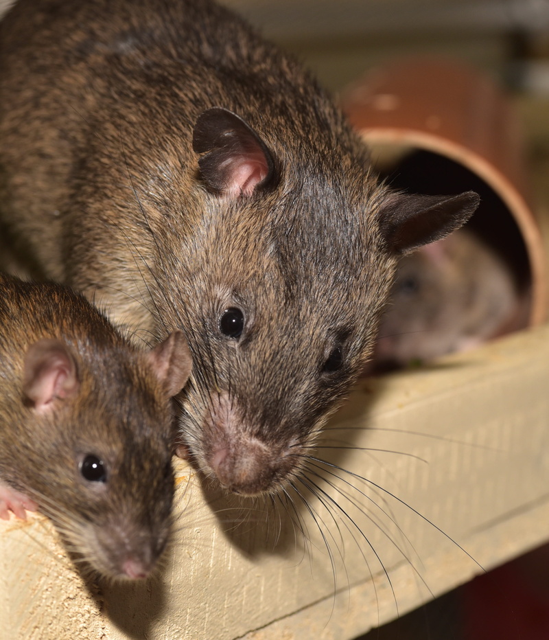animal wildlife, ears, domestic, indoors, nager, furry, focus on foreground, cute, Rodent, pets, fluffy, head, two animals, Rat, pet, Mammal, no people