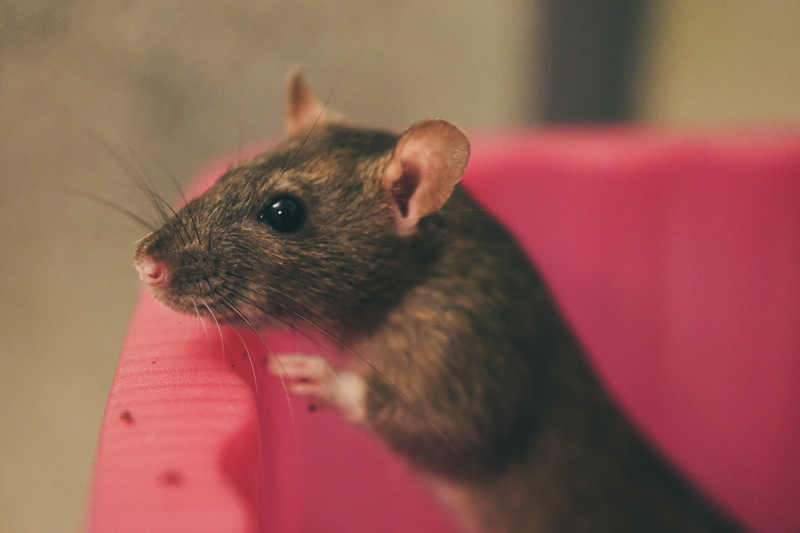pest, color rats, close-up, close, rodent, domestic, whisker, indoors, smart, animal body part, pink color, handzahm, head, hamster, dear, colored background