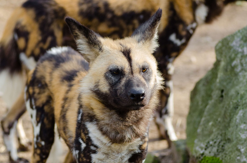 close-up, nature, mammal, focus on foreground, lycaon pictus, animal, dog, animal wildlife, domestic animals, one animal, looking, animal themes, day, domestic