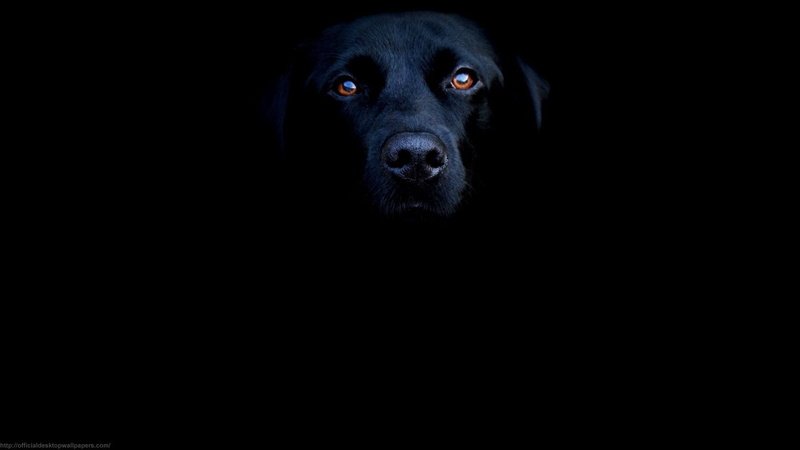 dark, 1080P, room, black, domestic, labrador retriever, copy space, no people, looking at camera, black labrador, animal head, retriever, domestic animals