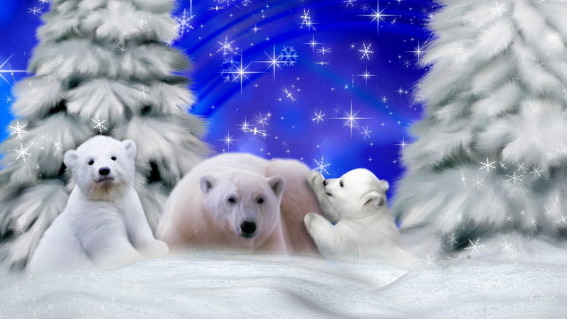 polar bears, stars, playful, alaska, winters, mama, polar, firefox persona, north country, christmas, white bears, 1080P, bears