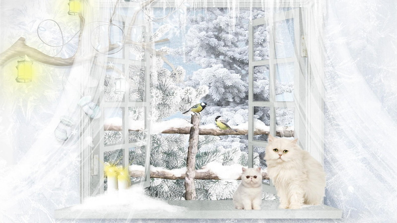 snowing, winter, cold, fence, curtains, bird, outside, kitten, chickadee, firefox persona, trees, snow, lights, 1080P, soft