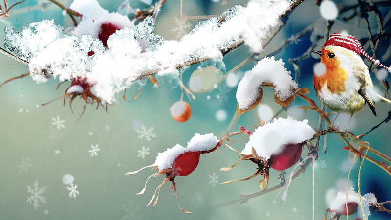 winter, bird, cute, birds, tree, christmas, snow, sweet, stocking hat, 1080P, nature and landscapes, snowing