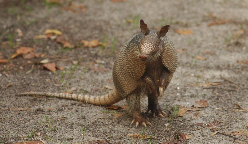feline, one animal, land, animal, focus on foreground, brown, looking at camera, 1080P, nature, portrait, looking, armadillo, animals in the wild, cute