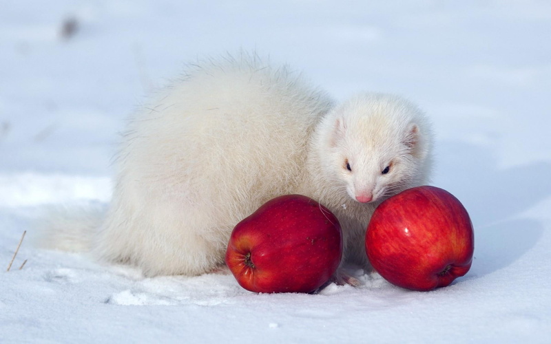 red, apple, ferret, animals, apples, 1920x1200, 1080P, white, two
