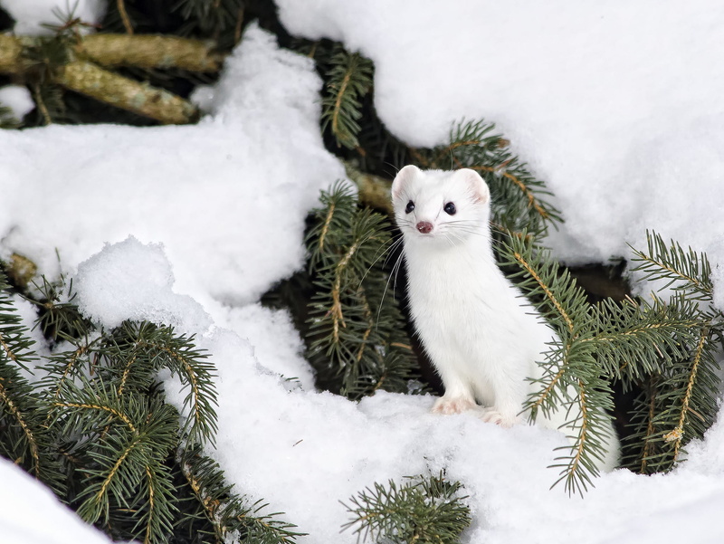 tree, mammal, season, domestic, winter, humor, close-up, vertebrate, portrait, plant, fur, animal, white, cute, looking at camera, looking, white color