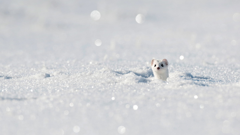 winter, France, snow, 1080P, ermine, Jura