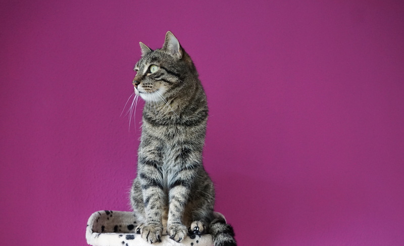 short, mackerel, luana, gray, Adidas, pink color, sitting, hawaii, whisker, copy space, animal portrait, 5K, pride, Animals, vertebrate, kitten, cat, domestic Animals