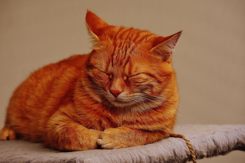 animal world, animal, close-up, kitten, tabby, cat, cute, mackerel, cats eyes, domestic, red mackerel tabby, indoors, cat face, 5K, domestic cat, adidas