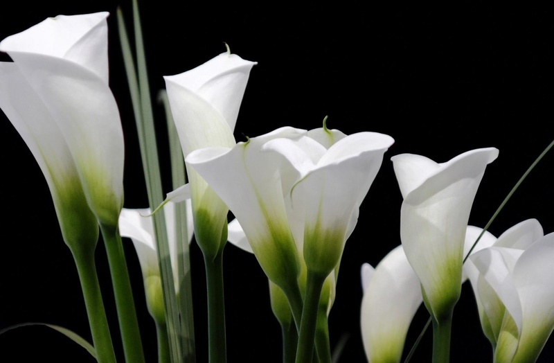 studio shot, no People, color Image, flowering plant, flower Head, white, black Background, blossom, white color, beauty In Nature, freshness, tulip, flower