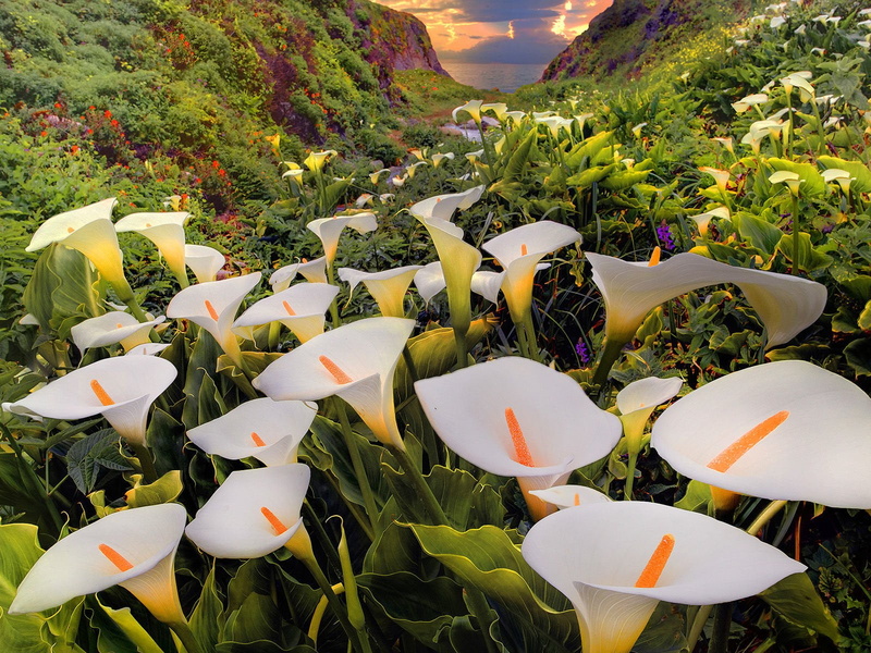 flowerbed, leaf, fragility, green color, Calla, growth, no people, field, day, flowering plant, plant, nature, Flowers, white, lily, Flower, close-up, 720P