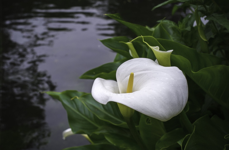 outdoors, vulnerability, close-up, calla lily, freshness, 1080P, beauty in nature, flower head, growth, plant, white color, leaf, flowering plant, nature