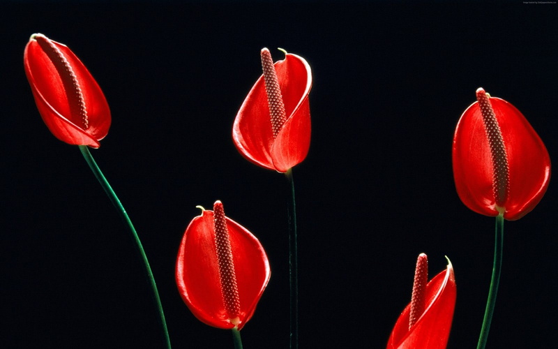 4k, flowers, calla, 4K