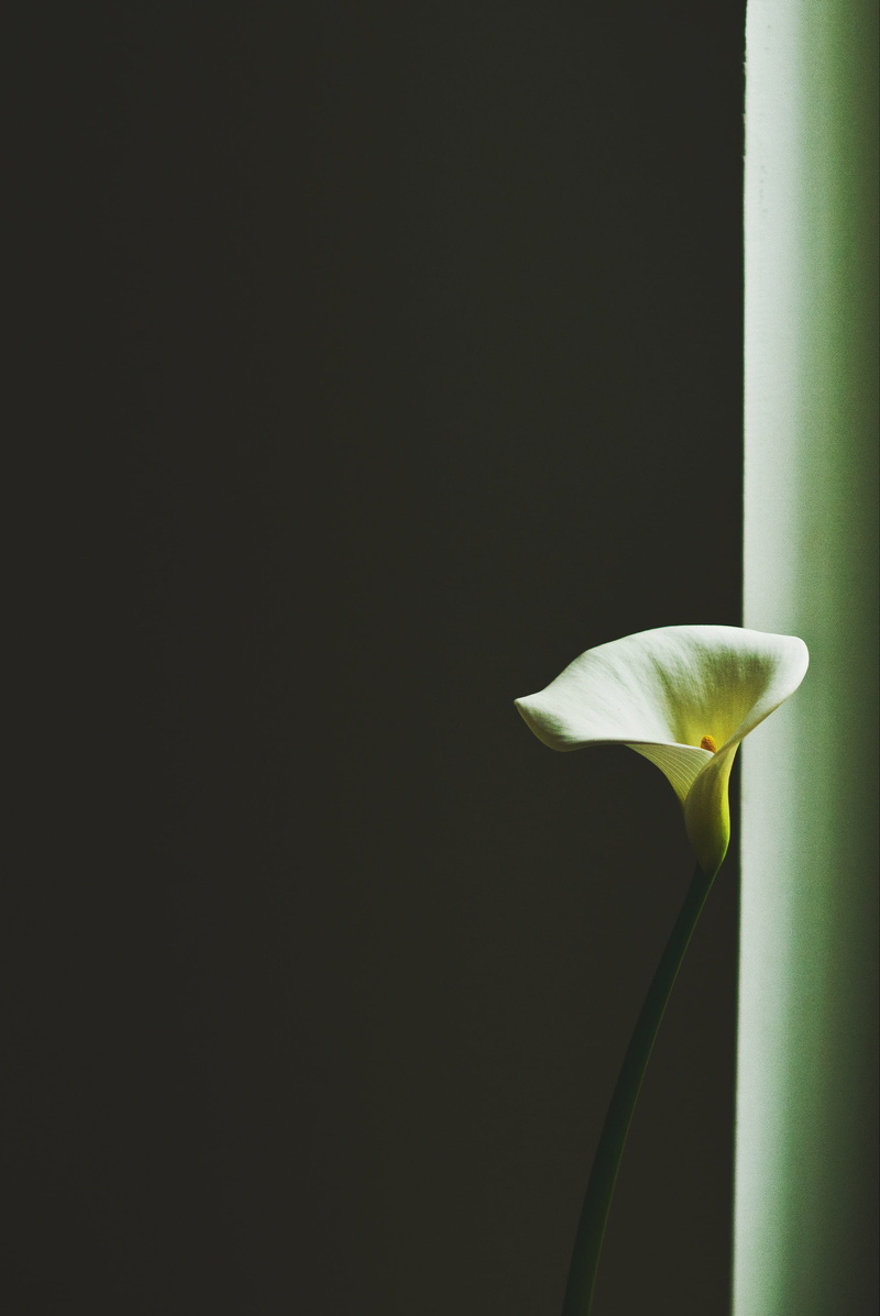 indoors, studio shot, arum lily, flower head, vulnerability, freshness, calla lily, minimalism, plant stem, copy space, petal, flowering plant, nature
