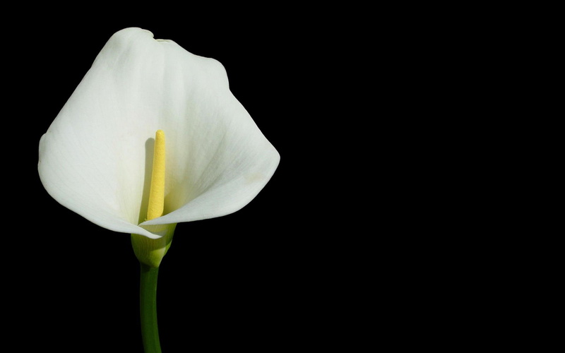lyle, 1080P, calla lyle, white, calla, black, flower, 3d and abstract