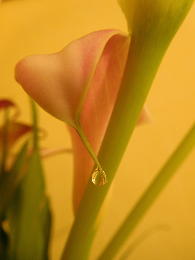 flower head, close-up, day, plant, 4K, focus on foreground, flower, zantedeschia, outdoors, fragility, plant part, green color, freshness, calla lily