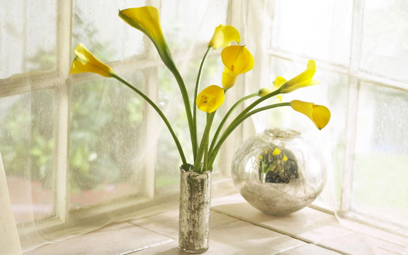 3d and abstract, calla, 1080P, vase, bouquet, yellow flowers, lilies, window, yellow, calla lilies