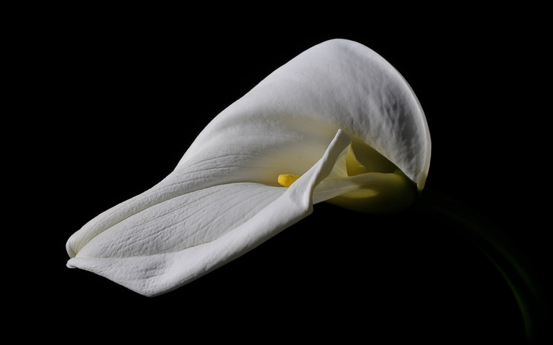 studio shot, flowering plant, no people, inflorescence, close-up, calla lily, 2K, black background, plant, growth, white color, flower, nature, vulnerability