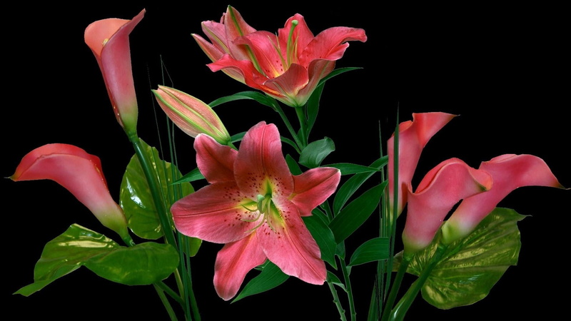 close-up, red, petal, beauty In Nature, 1080P, elegance, backgrounds, indoors, plant part, freshness, vulnerability, purple, bouquet, no people, stem