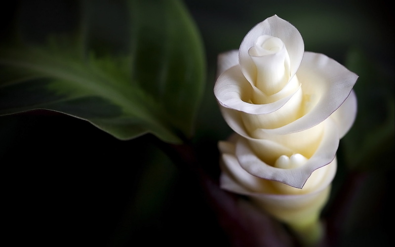 leaf, elegance, petal, 1080P, flower Head, outdoors, plant part, tenderness, plant, springtime, nature, rose, gardenia, flower arrangement, beauty, flowers