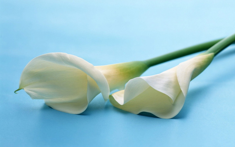 shape, nature, color Image, two objects, lillies, single Object, lies, freshness, food, backgrounds, green Color, simplicity, food and drink, indoors, no People