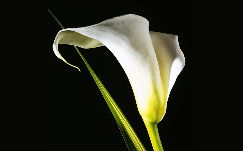 plants, springtime, inflorescence, flowering plant, fresh, calla, photo, flower head, plant, black background, beauty in nature, close-up, freshness, vulnerability